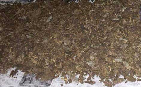 Suspect arrested with 2 Kg of Kerala Cannabis